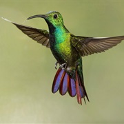 Green-Breasted Mango