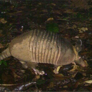 Greater Long-Nosed Armadillos