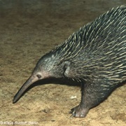 Western Long-Beaked Echidna