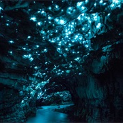 See Glow Worms