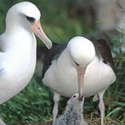 Laysan Albatross