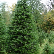 Fir Tree