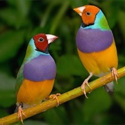 Gouldian Finch