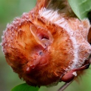 Eastern Red Bat