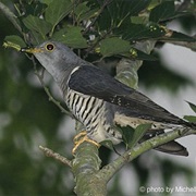 Oriental Cuckoo