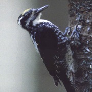 Eurasian Three-Toed Woodpecker