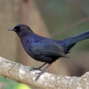 Black Catbird