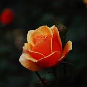 Orange Rose