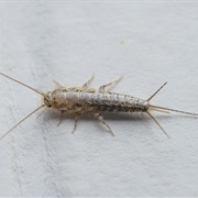 Silverfish