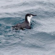 Guadalupe Murrelet