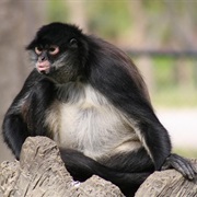 Mexican Spider Monkey