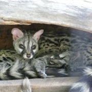 Crested Servaline Genet