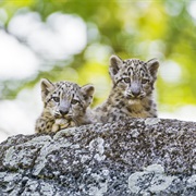 Hold a Baby Leopard