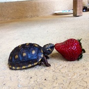 Strawberry for Lunch