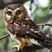 Northern Saw-Whet Owl