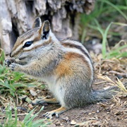 Gray-Footed Chipmunk