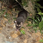 Anderson&#39;s Four-Eyed Opossum