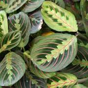 Prayer Plant