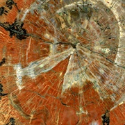 Petrified Wood