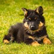 Bohemian Shepherd