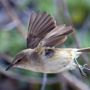 Millerbird