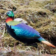 Himalayan Monal (Nepal)