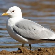 Common Gull