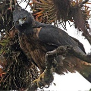 Black-And-Chestnut Eagle