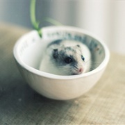 Hamster Food Bowl