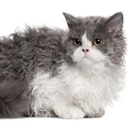 Selkirk Rex