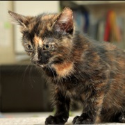 Tortoiseshell Cat