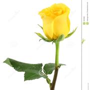 Yellow Rose