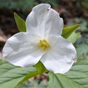 White Trillium (Trillium Grandiflorum)