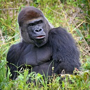 Gorillas Can Catch Human Colds and Other Illnesses.