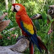 Scarlet Macaw (Honduras)