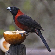 Crimson-Collared Grosbeak