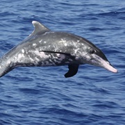 Rough-Toothed Dolphin