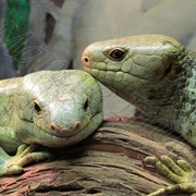 Prehensile Tail Skink