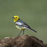 Citrine Wagtail