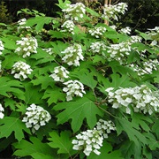 Oak-Leaf Hydrangea