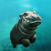 Hippo