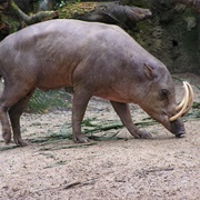 North Sulawesi Babirusa