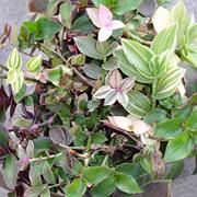 Wandering Jew