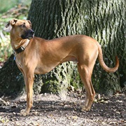 Black Mouth Cur