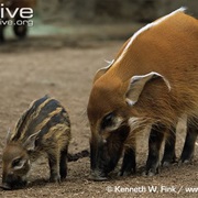 Red River Hog