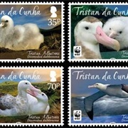 Postage Stamps Featuring the Tristan Albatross