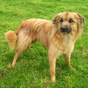 Pyrenean Shepherd