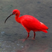 Scarlet Ibis (Trinidad &amp; Tobago)