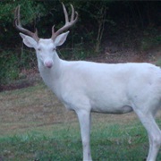 Male Deer