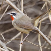 Siberian Rubythroat